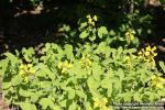 Photo: Thermopsis lupinoides 5.