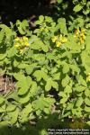 Photo: Thermopsis lupinoides 6.