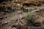 Photo: Thelesperma megapotamicum.