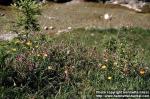 Photo: Thymus serpyllum 2.