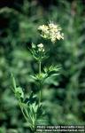 Photo: Thalictrum flavum 1.