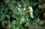 Photo: Thalictrum flavum 2.