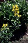 Photo: Thermopsis montana 5.