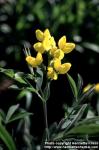 Photo: Thermopsis montana 6.