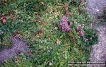 Photo: Thymus pulegioides 6.