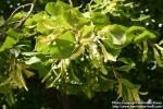 Photo: Tilia x europaea 1.