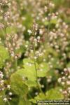 Photo: Tiarella trifoliata 3.