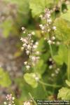 Photo: Tiarella trifoliata 4.