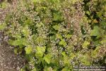 Photo: Tiarella trifoliata 5.