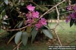 Photo: Tibouchina semidecandra 1.