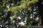 Photo: Tilia platyphyllos.