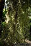 Photo: Tillandsia usneoides.