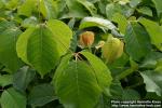 Photo: Toxicodendron rydbergii 3.