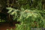 Photo: Torreya californica.