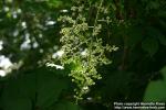 Photo: Toxicodendron vernicifluum 3.