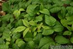 Photo: Toxicodendron radicans 8.