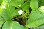 Photo: Toxicodendron radicans 09.