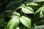 Photo: Toxicodendron radicans 10.