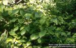 Photo: Toxicodendron pubescens.