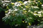 Photo: Toxicodendron radicans.