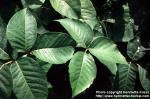 Photo: Toxicodendron rydbergii 1.
