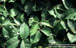 Photo: Toxicodendron rydbergii.