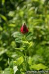 Photo: Trifolium incarnatum 3.