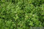 Photo: Trifolium resupinatum 4.