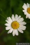 Photo: Tripleurospermum perforatum 2.