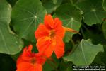 Photo: Tropaeolum majus 8.