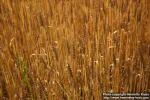 Photo: Triticum aestivum 2.