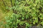 Photo: Trigonella foenum graecum.