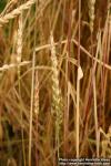 Photo: Triticum spelta 4.