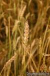 Photo: Triticum aestivum 5.