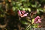 Photo: Tricyrtis hirta.