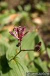 Photo: Tricyrtis hirta 2.