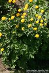 Photo: Trollius europaeus 4.