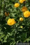 Photo: Trollius europaeus 5.