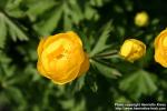 Photo: Trollius europaeus 6.