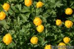 Photo: Trollius europaeus 7.