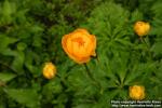 Photo: Trollius x cultorum 4.