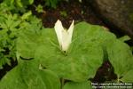 Photo: Trillium albidum.