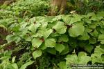 Photo: Trillium erectum 1.