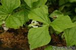 Photo: Trillium erectum 4.