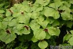 Photo: Trillium erectum 6.