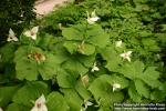 Photo: Trillium flexipes 1.