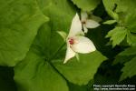 Photo: Trillium flexipes 2.