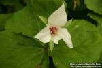 Photo: Trillium flexipes 3.