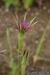 Photo: Tragopogon porrifolius 3.