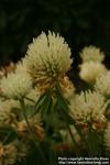 Photo: Trifolium canescens 1.